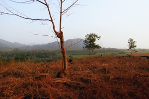 Ébola, Sierra Leone