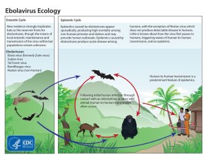 EBOLA ecology