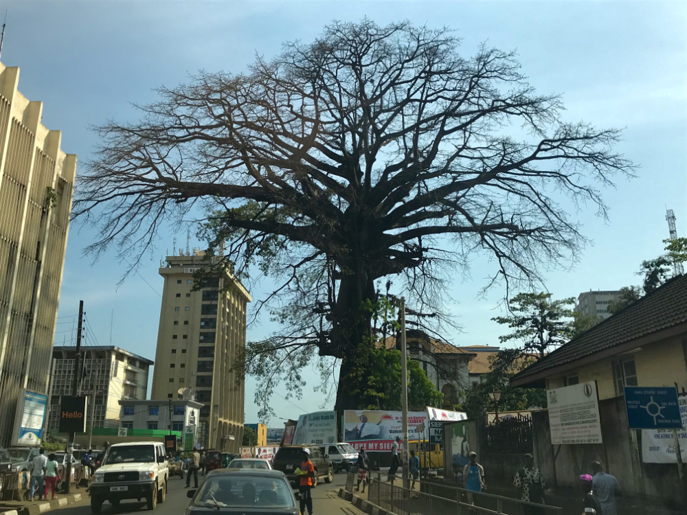 El Cotton Tree de Freetown